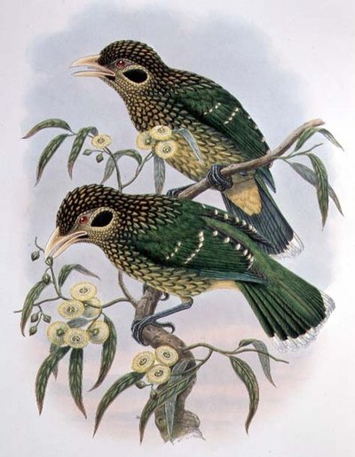 Spotted or Black-eared Catbird by M. Hart